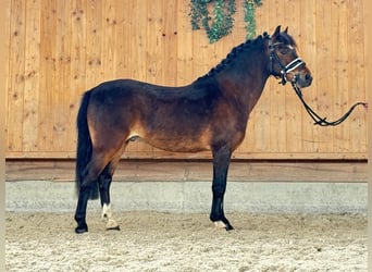 Dartmoor Pony, Castrone, 11 Anni, 128 cm, Baio scuro