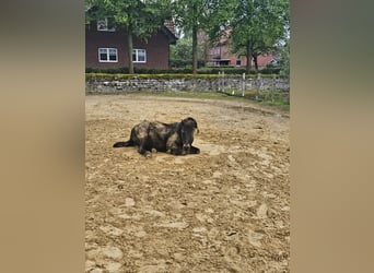 Dartmoor Pony, Castrone, 14 Anni, 125 cm, Baio nero