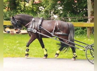 Dartmoor Pony, Castrone, 14 Anni, 125 cm, Baio scuro