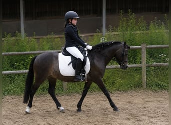Dartmoor Pony Mix, Castrone, 15 Anni, 130 cm, Pelle di daino