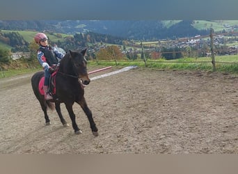 Dartmoor Pony, Castrone, 16 Anni, 135 cm, Baio scuro