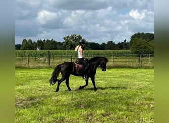 Dartmoor Pony, Castrone, 17 Anni, 122 cm, Baio