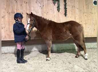 Dartmoor Pony Mix, Castrone, 4 Anni, 118 cm, Sauro