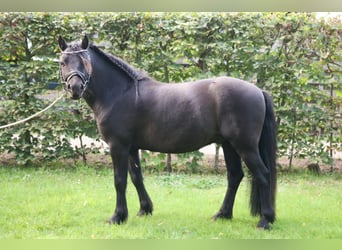 Dartmoor Pony, Castrone, 5 Anni, 120 cm, Morello