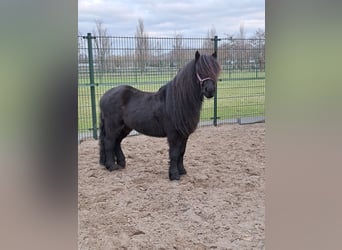 Dartmoor Pony, Castrone, 6 Anni, 116 cm, Baio scuro