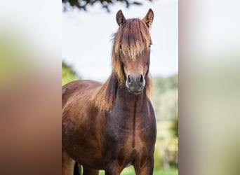 Dartmoor Pony, Castrone, 6 Anni, 129 cm, Baio scuro