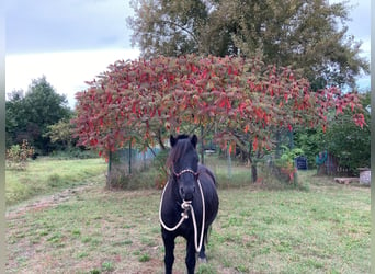 Dartmoor Pony, Castrone, 7 Anni, 127 cm, Baio scuro