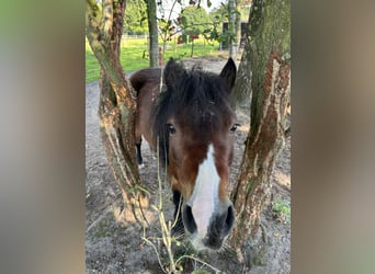 Dartmoor Pony, Giumenta, 12 Anni, 122 cm, Baio scuro