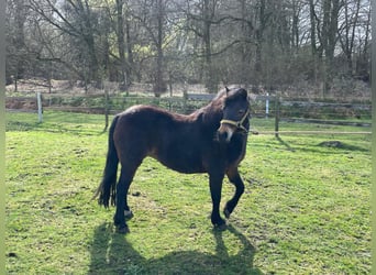 Dartmoor Pony, Giumenta, 13 Anni, 122 cm, Baio scuro