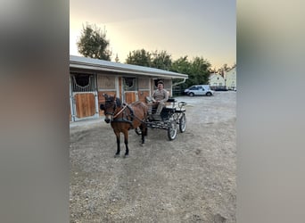 Dartmoor Pony, Giumenta, 13 Anni, 127 cm, Baio