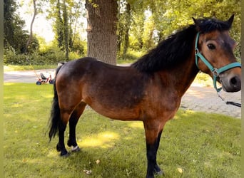 Dartmoor Pony, Giumenta, 14 Anni, 122 cm, Baio