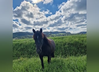 Dartmoor Pony Mix, Giumenta, 15 Anni, 135 cm, Morello