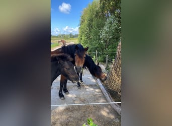 Dartmoor Pony, Giumenta, 16 Anni, 125 cm, Baio