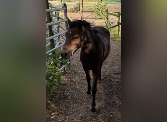 Dartmoor Pony, Giumenta, 17 Anni, 122 cm, Baio scuro