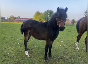 Dartmoor Pony, Giumenta, 1 Anno, 125 cm, Baio nero