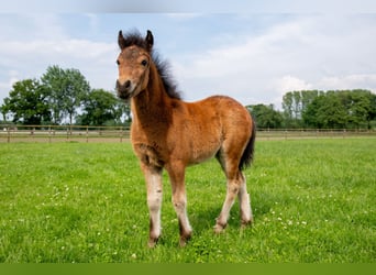 Dartmoor Pony, Giumenta, 1 Anno, 127 cm, Baio nero