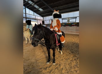 Dartmoor Pony, Giumenta, 20 Anni, 124 cm, Morello