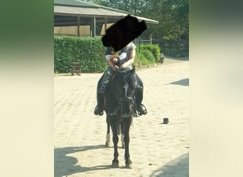 Dartmoor Pony, Giumenta, 20 Anni, 124 cm, Morello