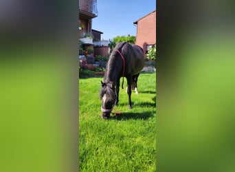 Dartmoor Pony, Giumenta, 20 Anni, 124 cm, Morello