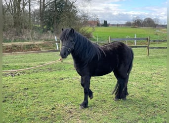Dartmoor Pony, Giumenta, 2 Anni, 123 cm, Morello