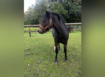 Dartmoor Pony, Giumenta, 2 Anni, 125 cm, Baio nero