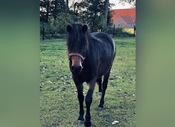 Dartmoor Pony, Giumenta, 2 Anni, 125 cm, Baio nero