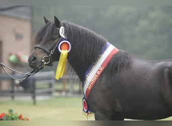 Dartmoor Pony, Giumenta, 3 Anni, 118 cm, Baio nero