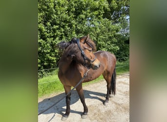 Dartmoor Pony, Giumenta, 3 Anni, 124 cm, Baio scuro