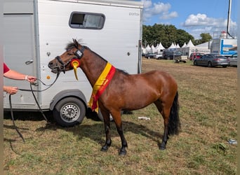 Dartmoor Pony, Giumenta, 3 Anni, 124 cm