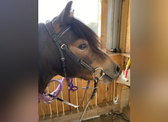 Dartmoor Pony, Giumenta, 3 Anni, 125 cm, Baio scuro