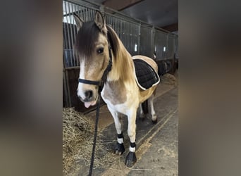 Dartmoor Pony Mix, Giumenta, 5 Anni, 147 cm, Pezzato