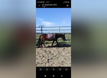 Dartmoor Pony, Giumenta, 7 Anni, 123 cm, Baio