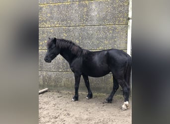 Dartmoor Pony, Giumenta, 8 Anni, 119 cm, Morello