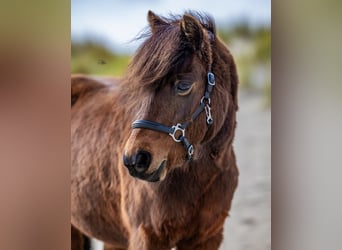 Dartmoor Pony, Giumenta, 9 Anni, 119 cm, Baio