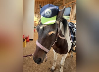 Dartmoor Pony, Giumenta, 9 Anni, 125 cm, Pezzato