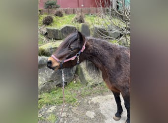 Dartmoor Pony, Giumenta, 9 Anni, 127 cm, Baio