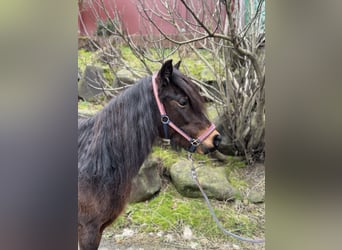 Dartmoor Pony, Giumenta, 9 Anni, 127 cm, Baio
