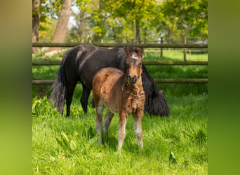 Dartmoor Pony, Giumenta, Puledri
 (03/2024), 127 cm, Baio nero