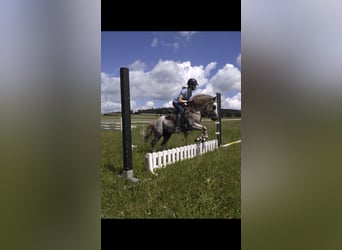 Dartmoor Pony, Stallone, 16 Anni, 120 cm, Grigio rossastro
