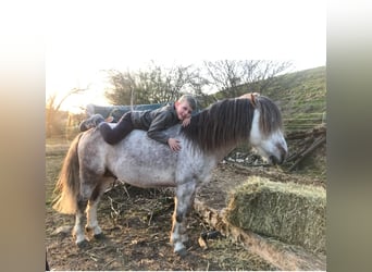 Dartmoor Pony, Stallone, 17 Anni, 120 cm, Grigio rossastro