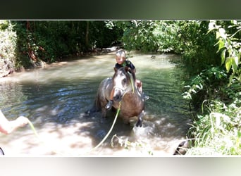 Dartmoor Pony, Stallone, 17 Anni, 120 cm, Grigio rossastro