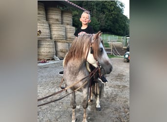 Dartmoor Pony, Stallone, 17 Anni, 120 cm, Grigio rossastro