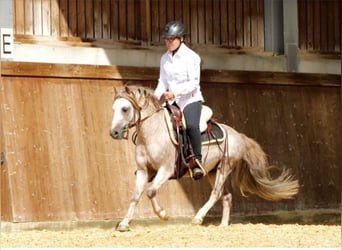 Dartmoor Pony, Stallone, 17 Anni, 120 cm, Grigio rossastro