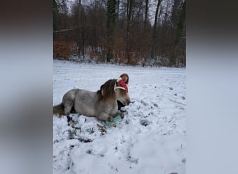 Dartmoor Pony, Stallone, 17 Anni, 120 cm, Grigio rossastro