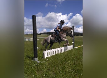 Dartmoor Pony, Stallone, 17 Anni, 120 cm, Grigio rossastro