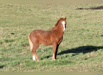 Dartmoor Pony, Stallone, 1 Anno, 123 cm, Sauro