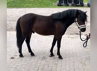 Dartmoor Pony, Stallone, 2 Anni, 117 cm, Baio scuro