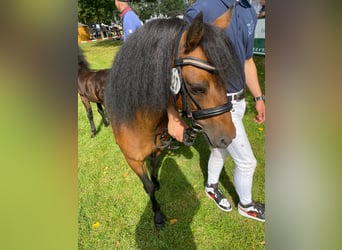 Dartmoor Pony, Stallone, 3 Anni, 122 cm, Baio