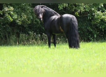 Dartmoor Pony, Stallone, 6 Anni, 116 cm, Baio scuro