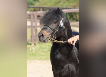 Dartmoor Pony, Stallone, 6 Anni, 116 cm, Baio scuro